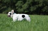 BOULEDOGUE FRANCAIS 745